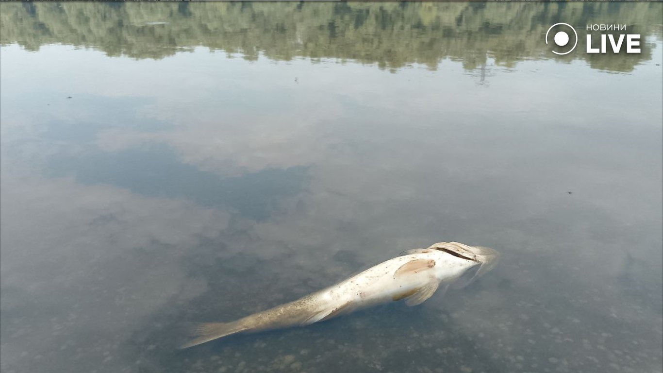 Забруднення Десни та Сейму — як загрожує проблема з водою Києву