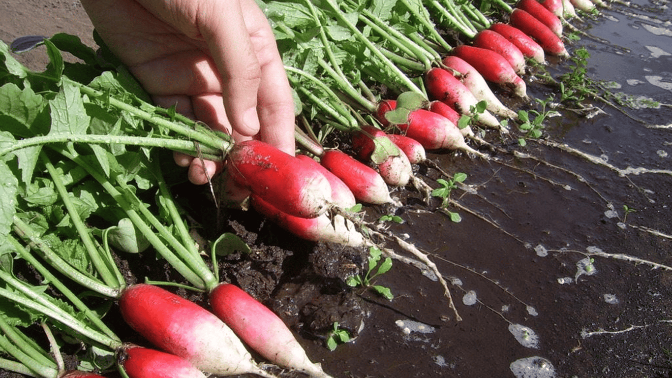 How to grow juicy radishes — what you need to do in the garden - 250x140