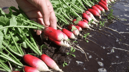 How to grow juicy radishes — what you need to do in the garden - 285x160