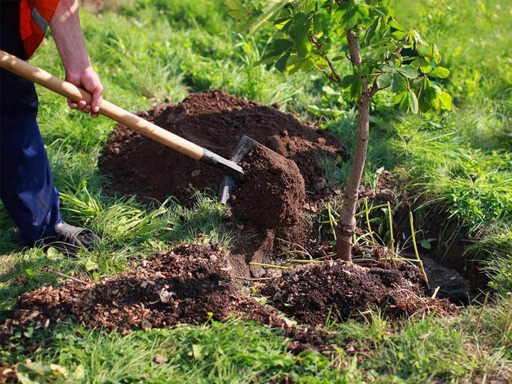 Посадка дерева