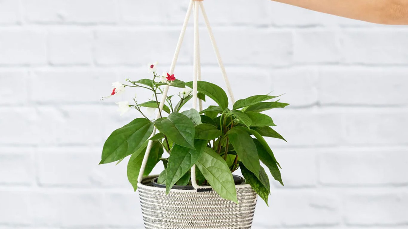 Как поливать клеродендрум