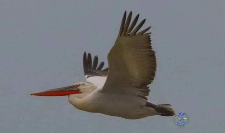 Тузловские лиманы заполонили розовые пеликаны — подробности - фото 1