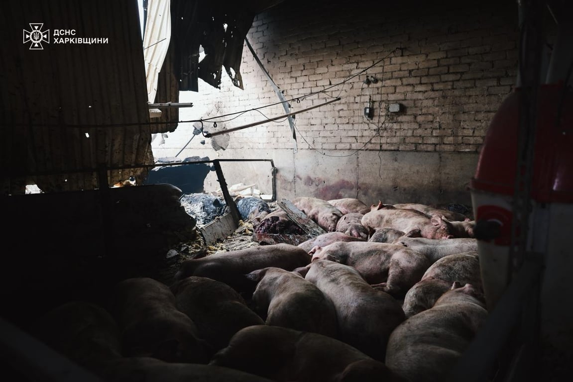 Pig farm in Kharkiv region