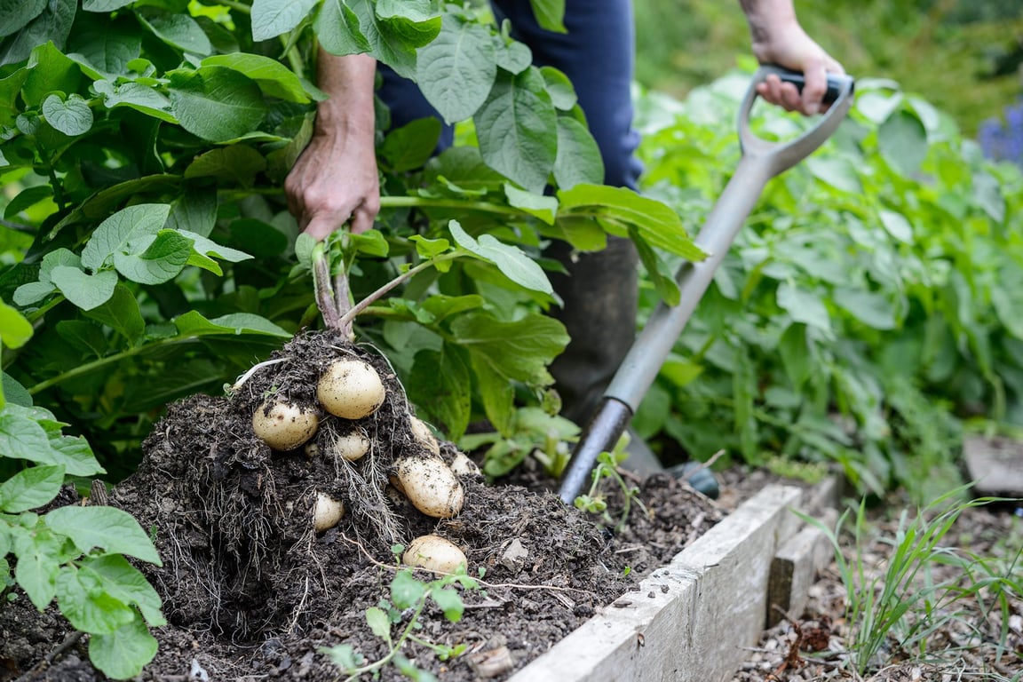 Когда копать картофель осенью 2025 года по лунному календарю