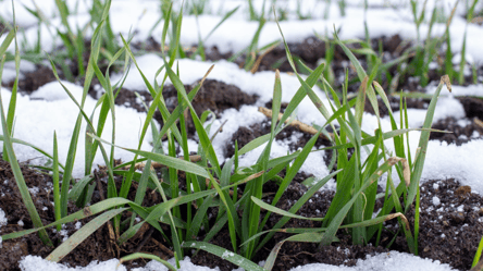 Які сидерати можна сіяти навіть взимку — перевірено городниками - 285x160