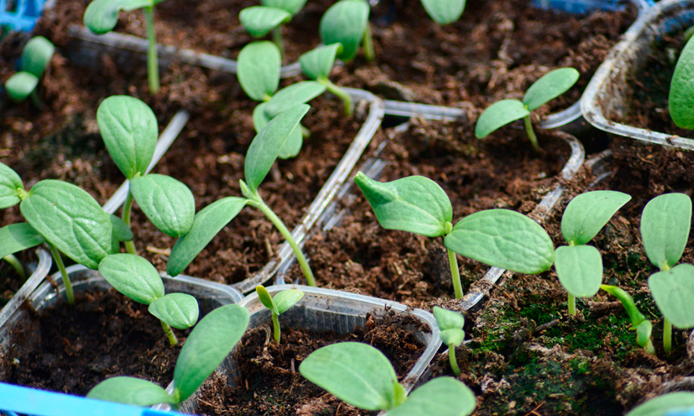 Рассада арбузов