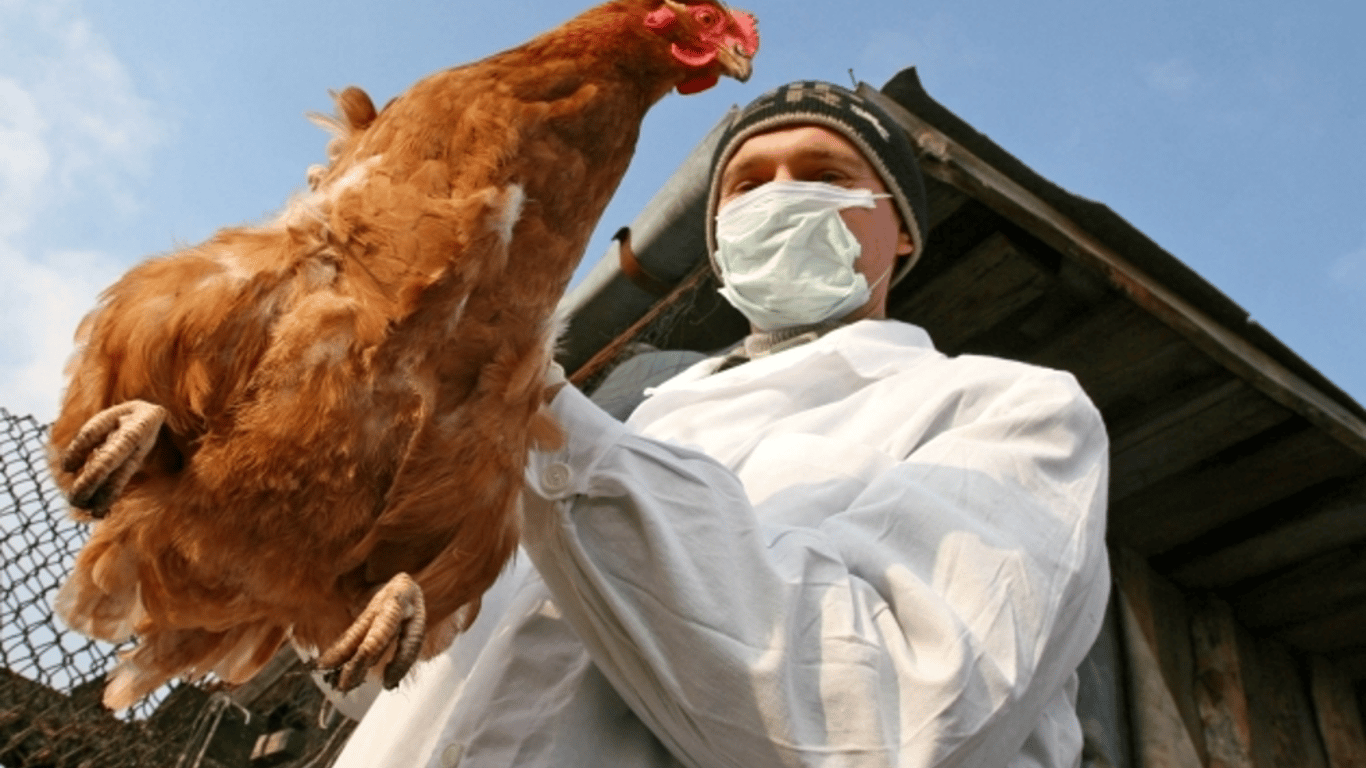 В Одесской области птицефермы начнут работать в режиме "закрытого типа" — причины