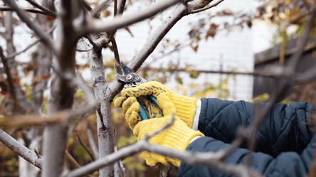 Ніколи не обрізайте ці дерева восени — сад стане пусткою - 285x160