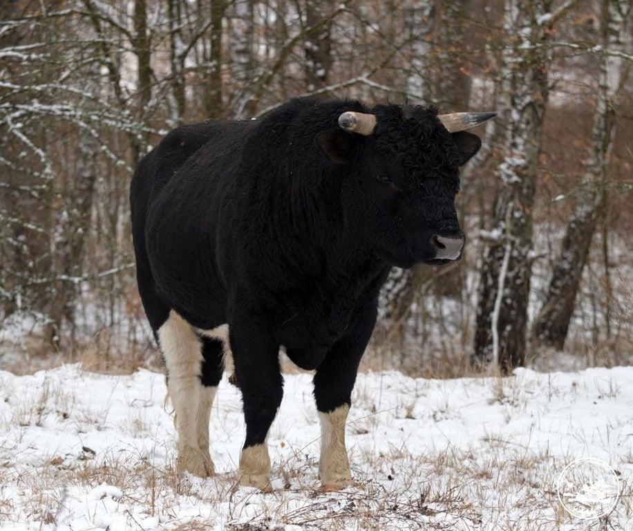 корови в Чорнобильській зоні