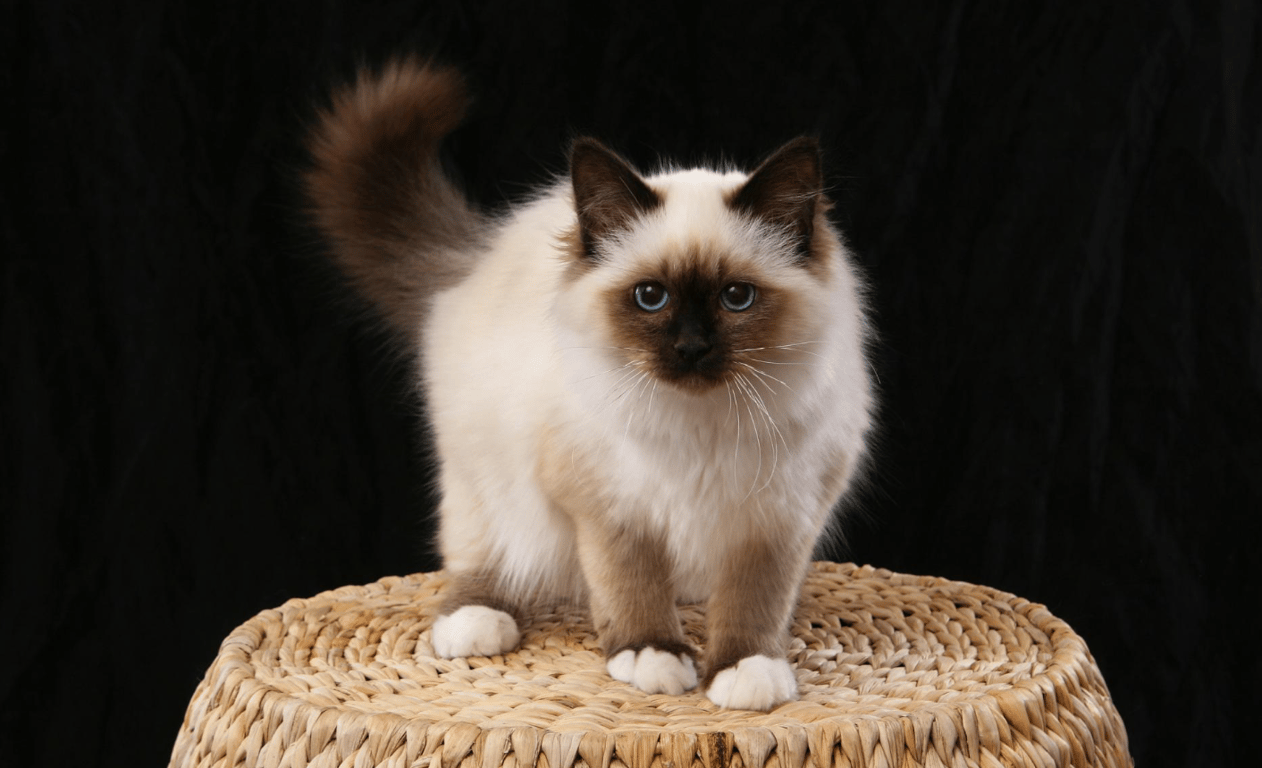 Бирманская кошка