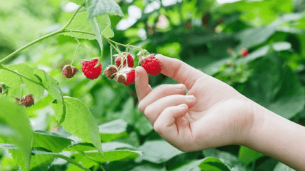 Захист малини восени — прості поради для щедрого врожаю - 285x160