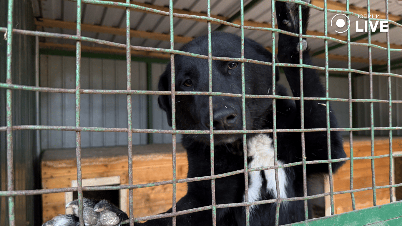 Собака сперся лапами на клітку вольєру