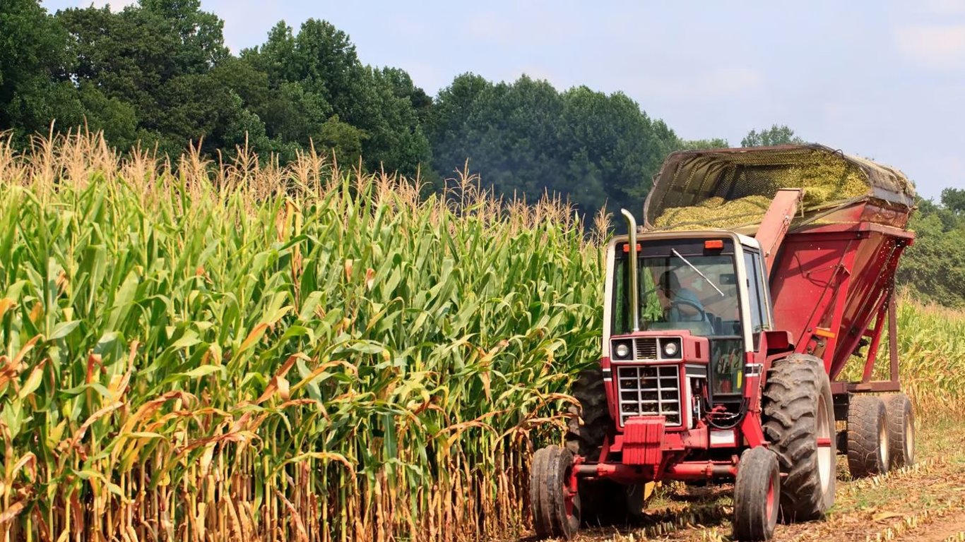 Цены на зерно в Украине: сколько стоит кукуруза в сентябре