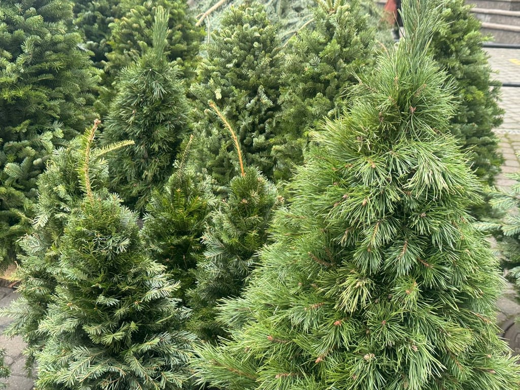 Скільки коштують святкові ялинки у Львові — ціни - фото 2