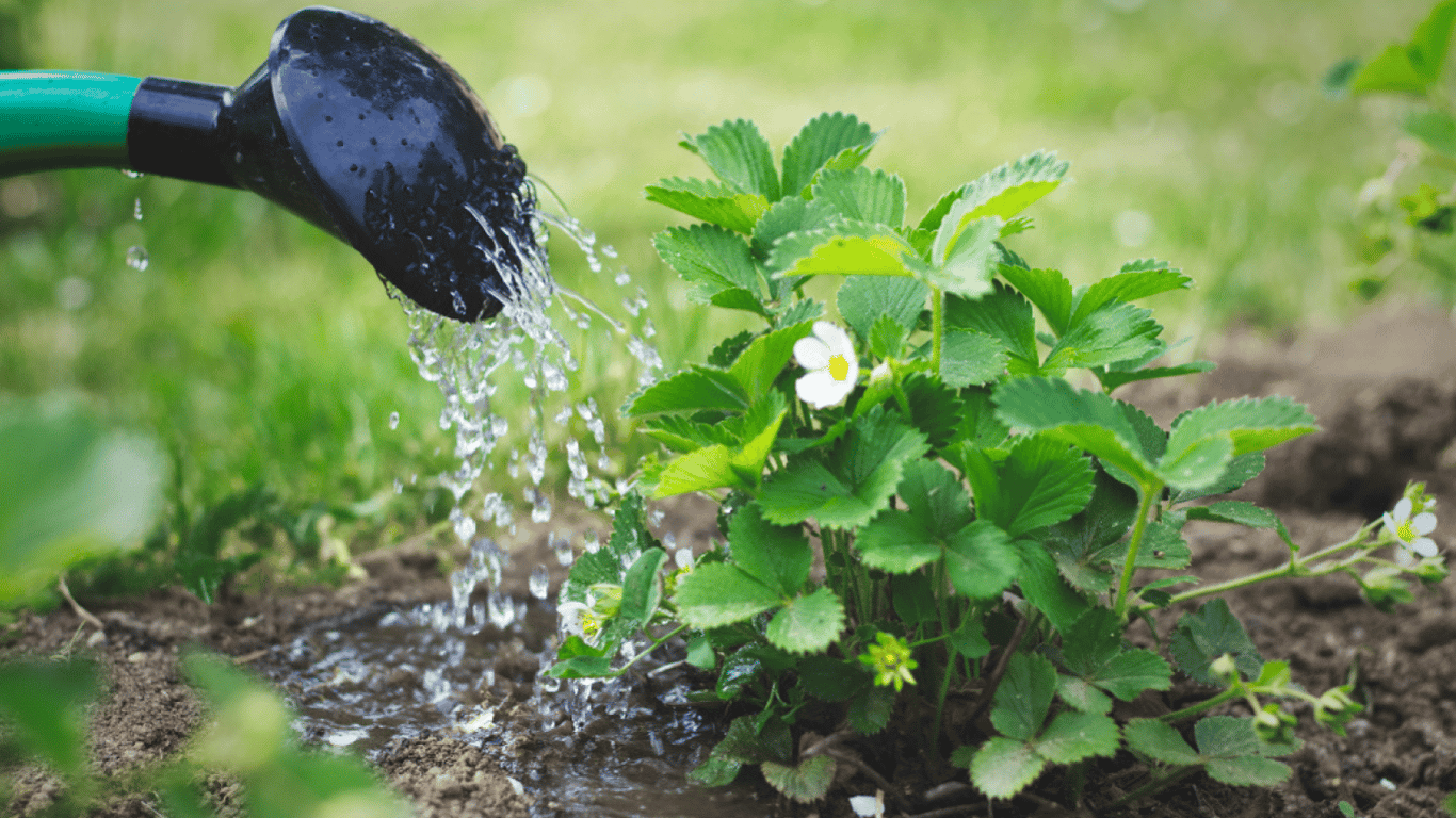 Как правильно поливать клубнику на огороде — как часто это нужно делать