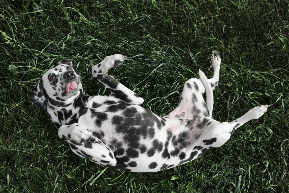 Чому собака лежить на спині - пояснення