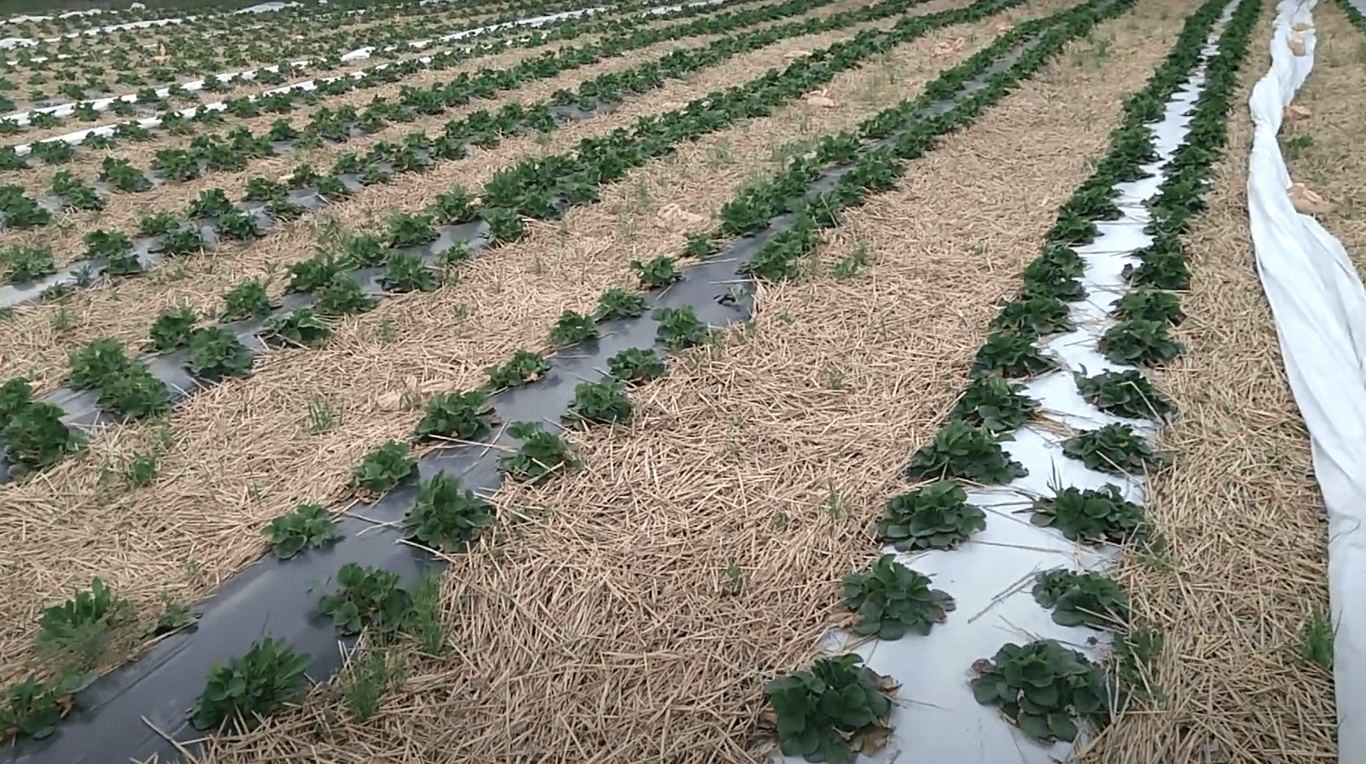 Агроволокно