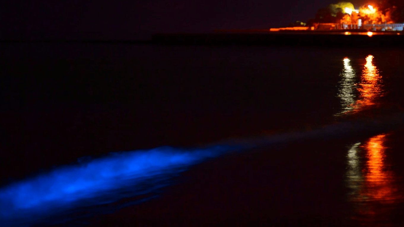 Екологічна загроза — в Одесі помітили червоний приплив - фото 1