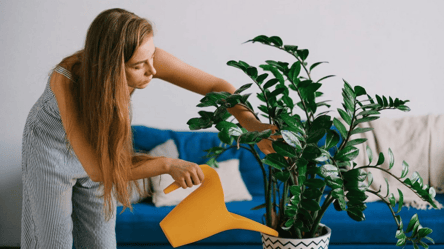 Чим підживити  "доларове дерево" — ростиме, як на дріжжях - 285x160