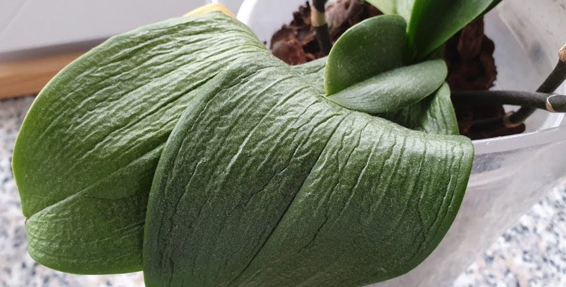 Листья орхидеи