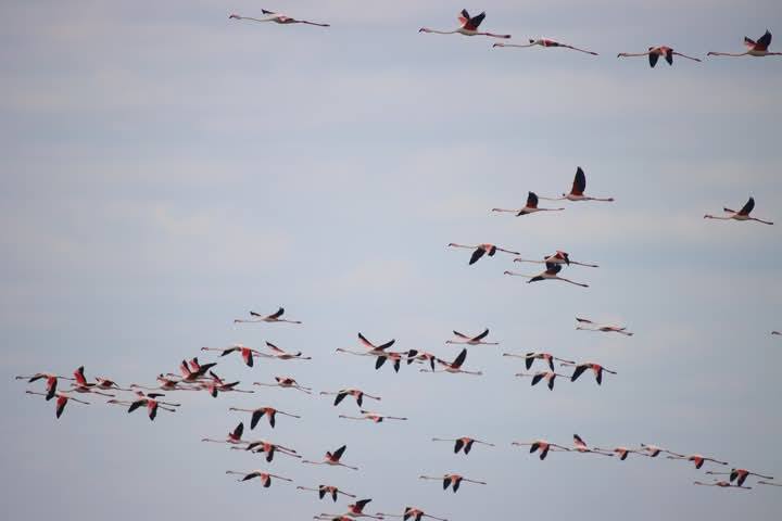 Рожеві "родзинки" повернулись на Одещину — скільки їх прилетіло - фото 4