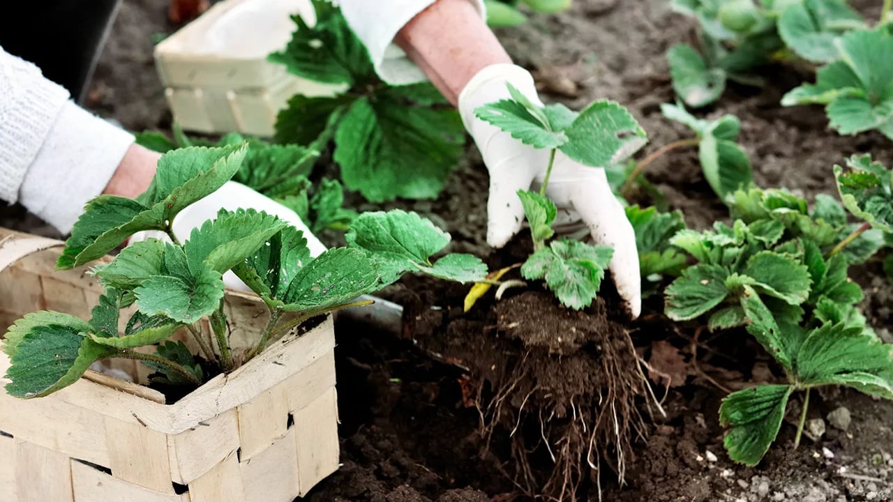 Як правильно садити полуницю під зиму, щоб рослина гарно вкорінилася