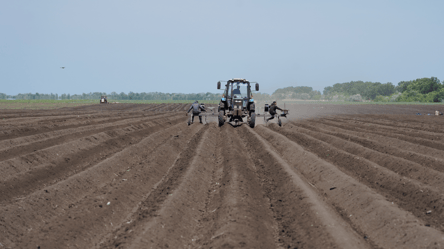 Запаси зернових в Україні — чи достатньо насіння в аграріїв - 285x160