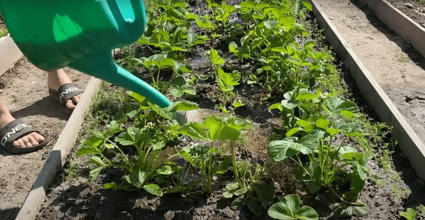 Полив клубники