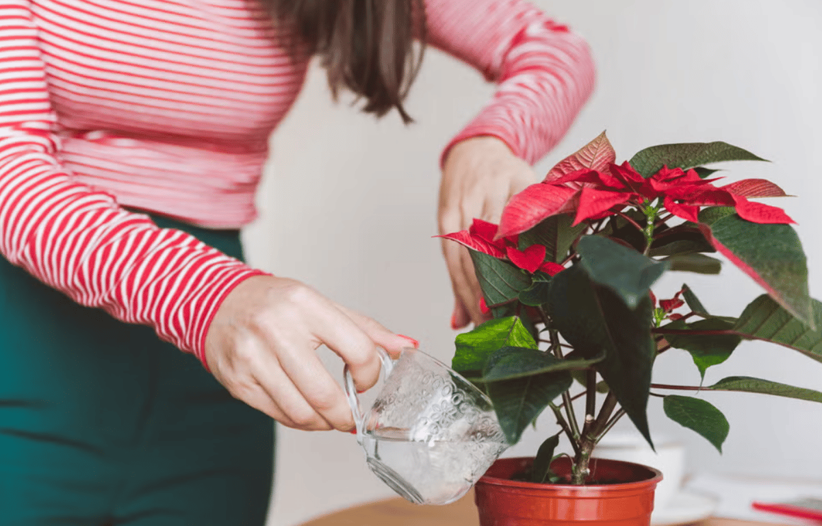 Полив молочая в горшке.