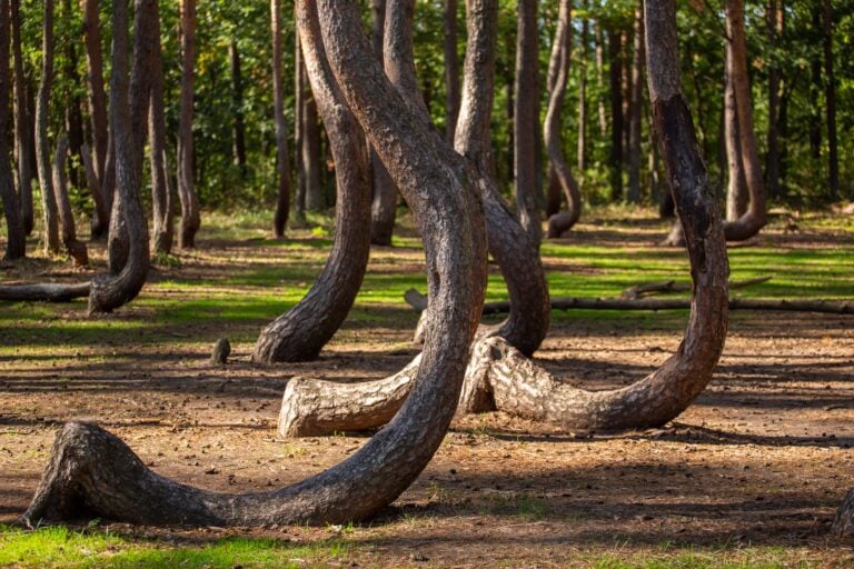 Krzywy Las. Фото: krzywylas.pl