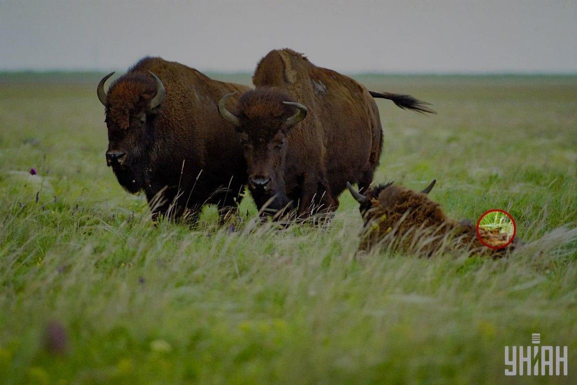 Правильный ответ на визуальную головоломку