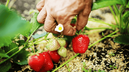 Чем укрыть ремонтантную клубнику, чтобы не вымерзла зимой - 285x160