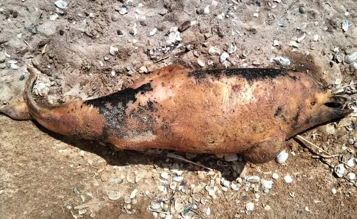 Війна в Чорному морі — на берег Одещини винесло двох дельфінів - фото 4