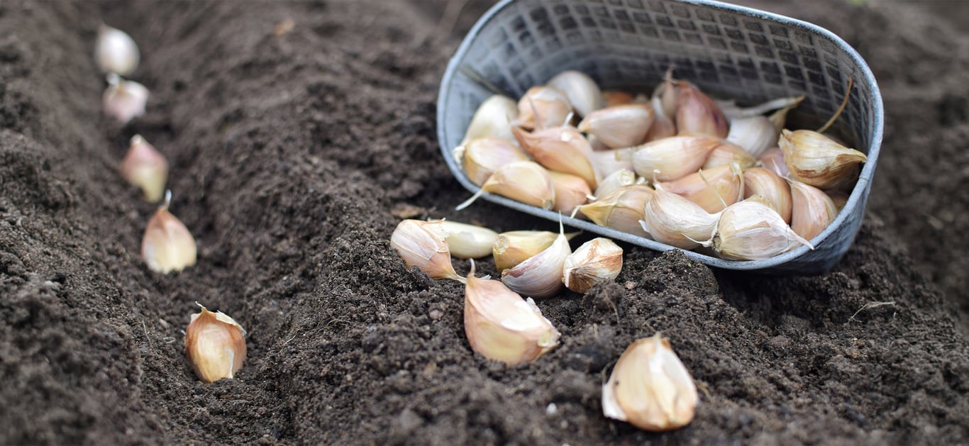 Зубчики чеснока