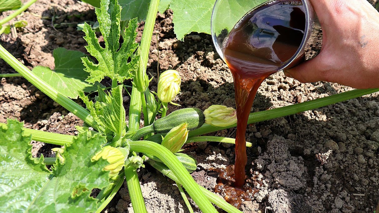Полив кабачков