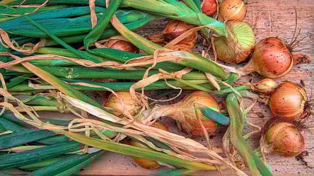 Полезные способы использования луковой шелухи дома и в саду - 285x160