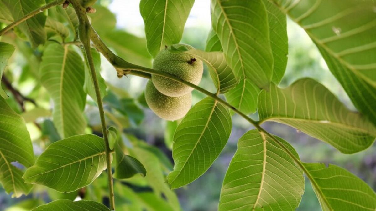 Листя та зелені плоди волоського горіха на дереві.