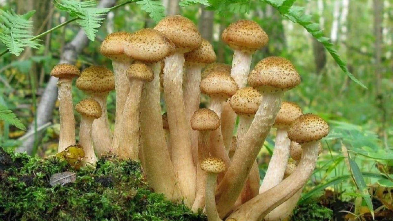 Де збирати опеньки у вересні