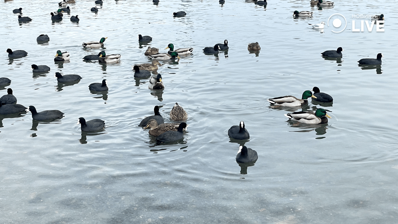 Качки на переправі