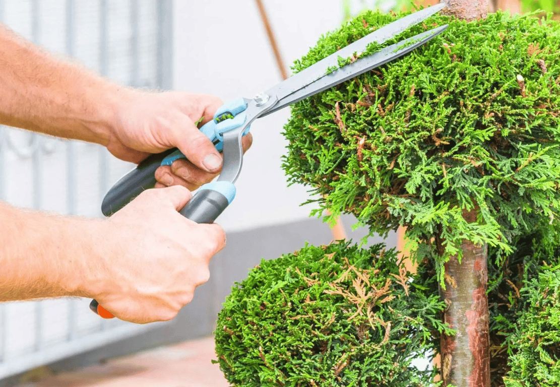 Декоративное дерево