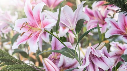 Ошибки при хранении лилий — что нельзя делать зимой - 285x160