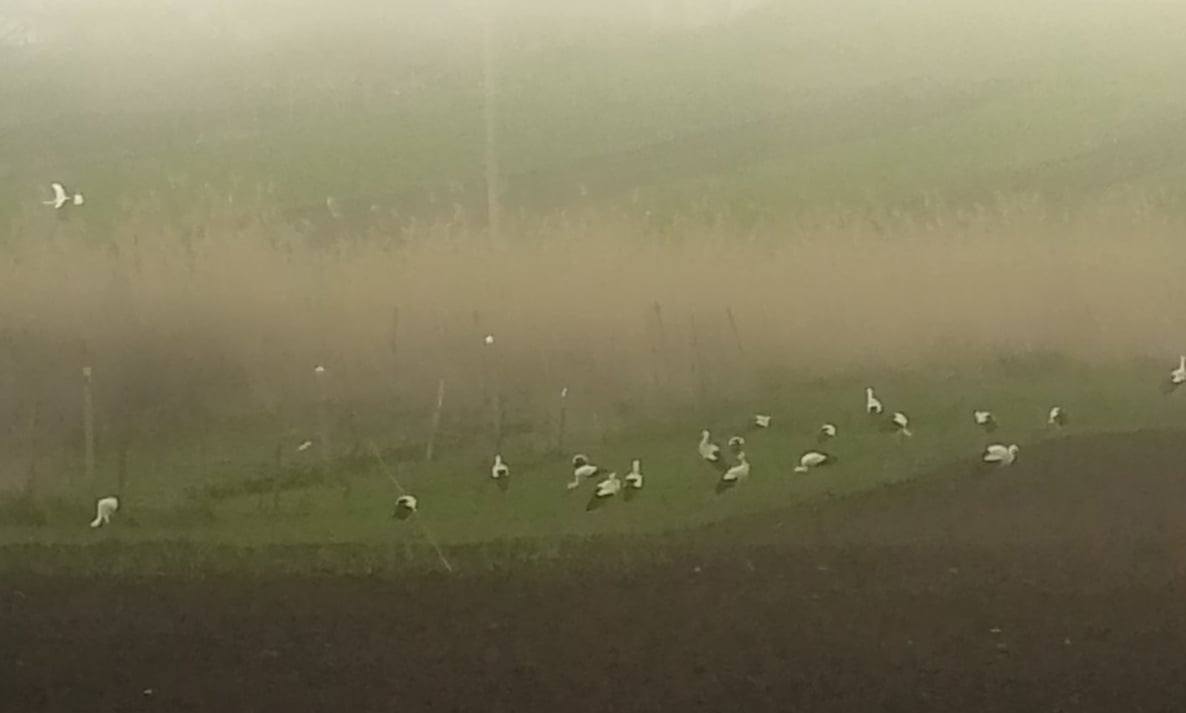 Лелеки відпочивають на Одещині