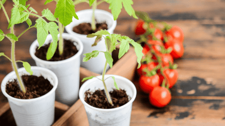 Пять главных секретов крепкой и здоровой рассады помидоров - 285x160