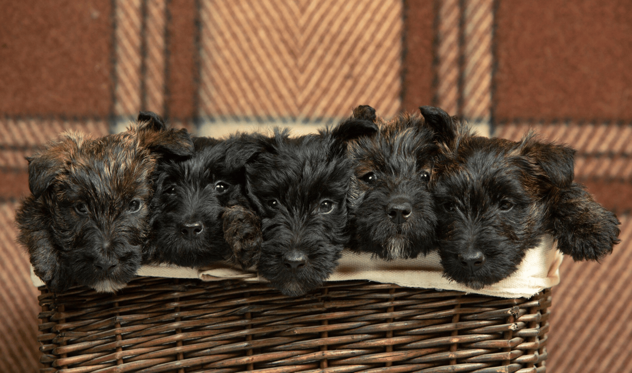 Собаки потребують дбайливого догляду