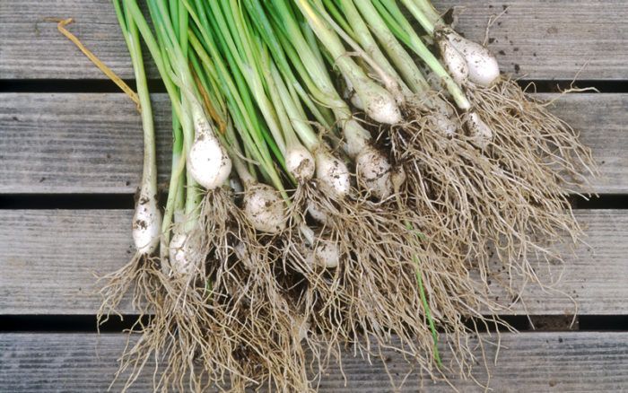 Большой урожай чеснока на огороде