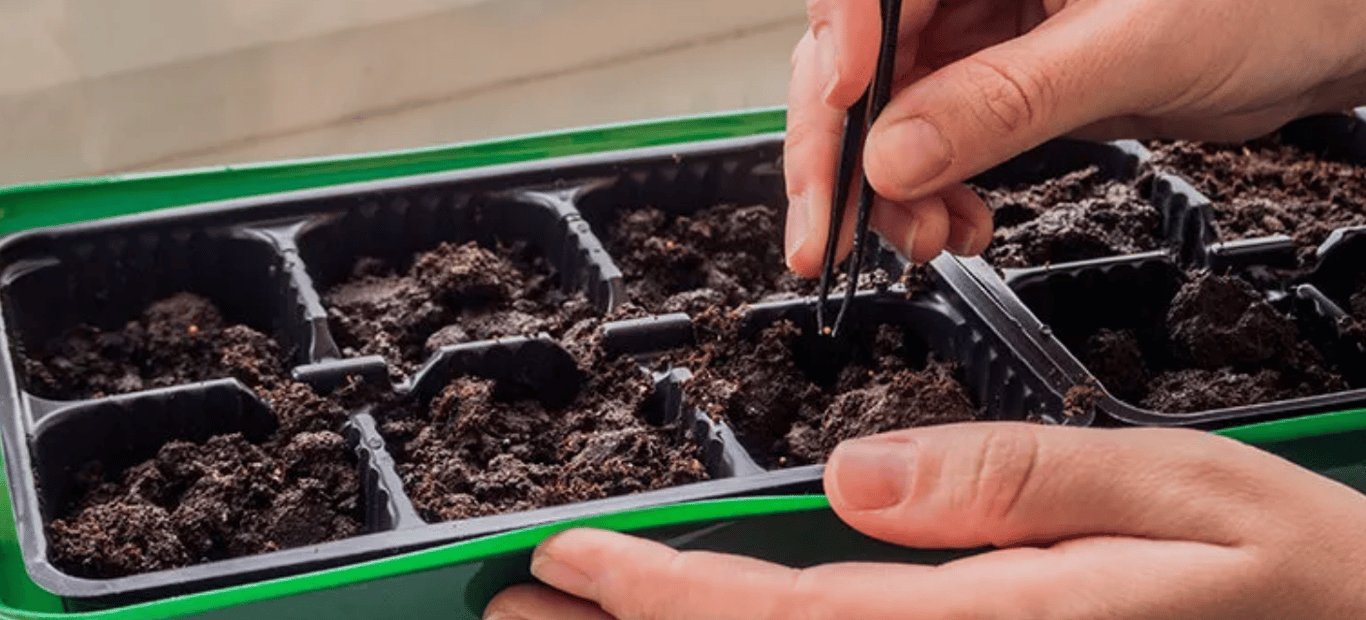 Посев петуний