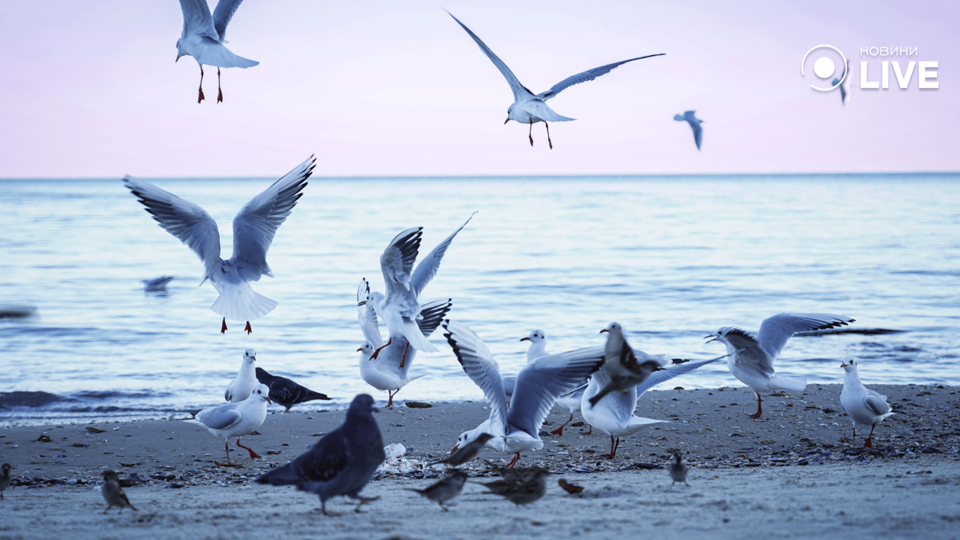 Ціни в Грибівці на Одещині знизились - вартість у вересні - фото 1