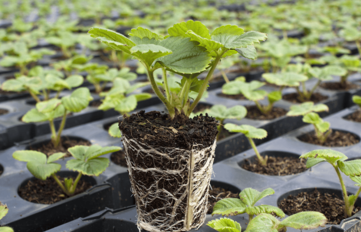 Рассада клубники