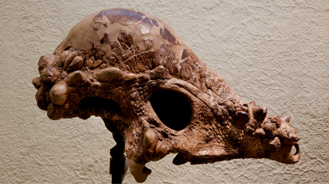 Обнаружены останки древних существ до сих пор неизвестных науке — фото