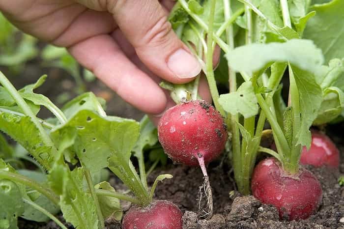 Человек, держащий в руке редиску